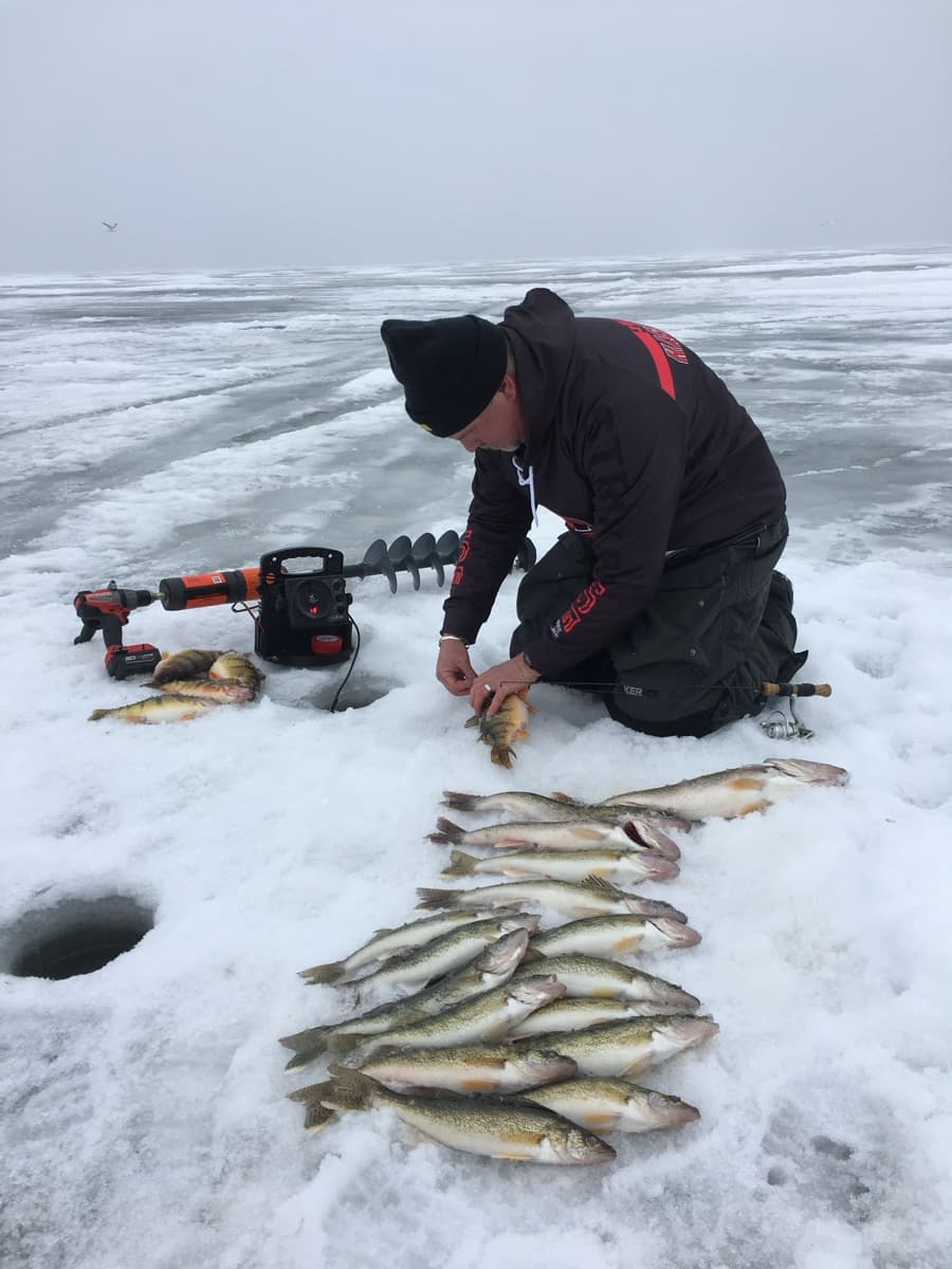Action shot unhooking a perch on the ice