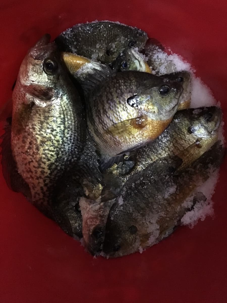 Crappies and bluegills in the bucket