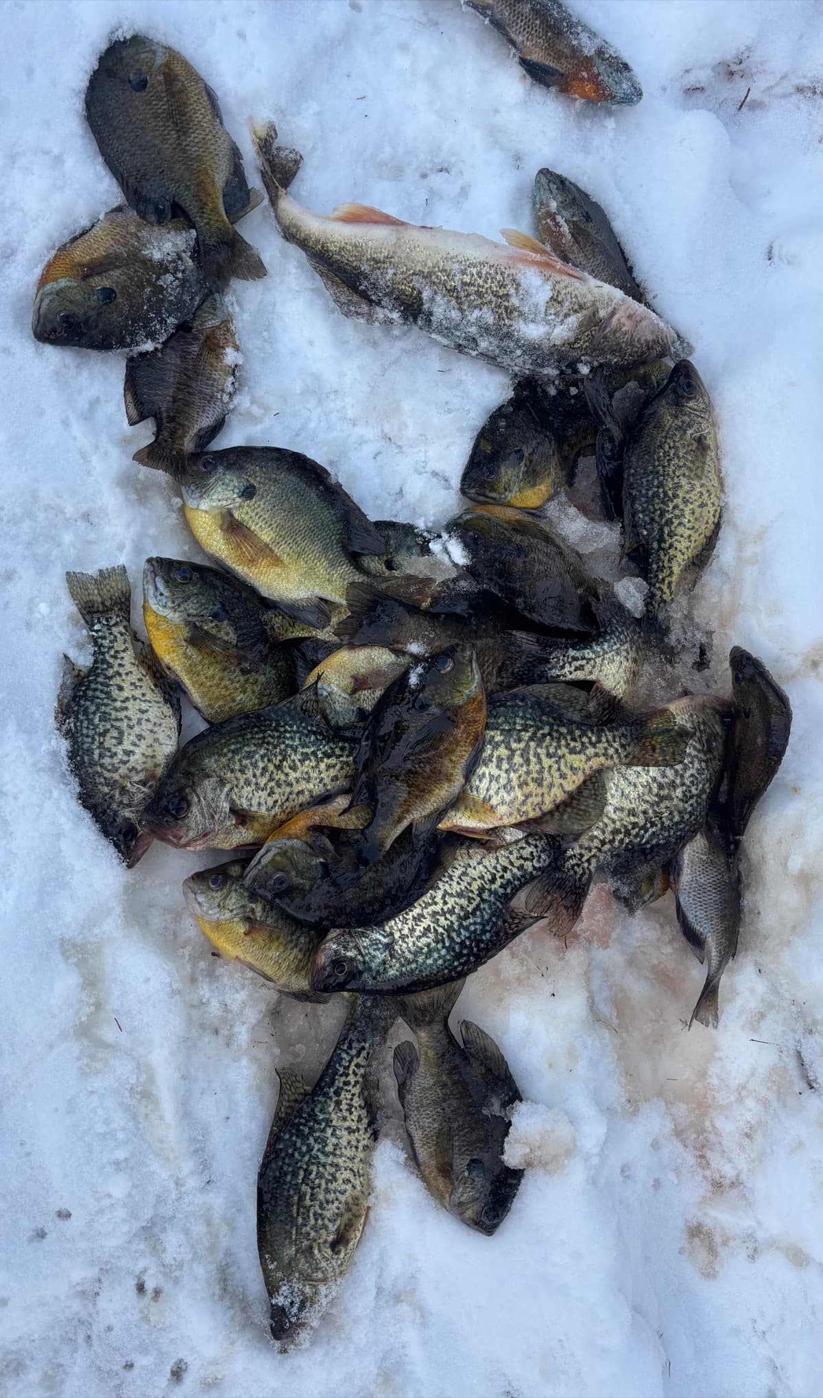 Crappies and bluegills laid out on the ice