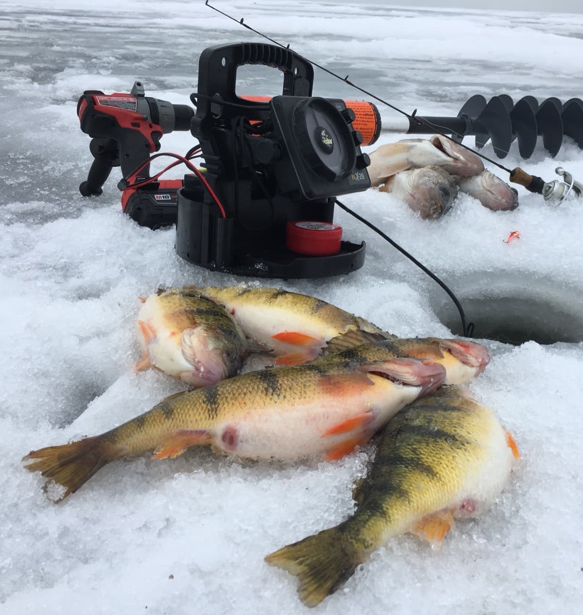 Perch, walleyes, and ice fishing equipment on the ice