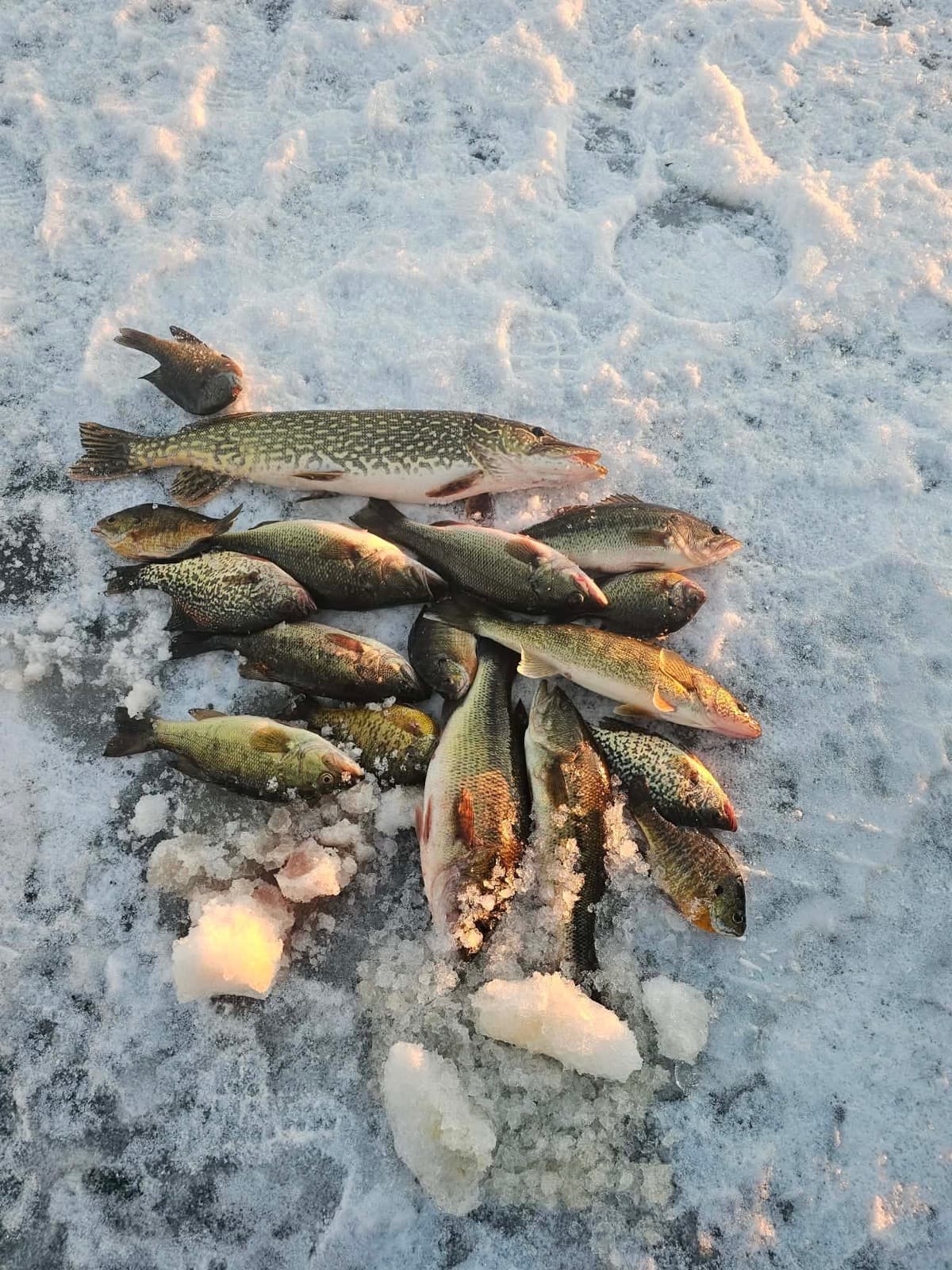 Pile of fish on the ice after a guided trip