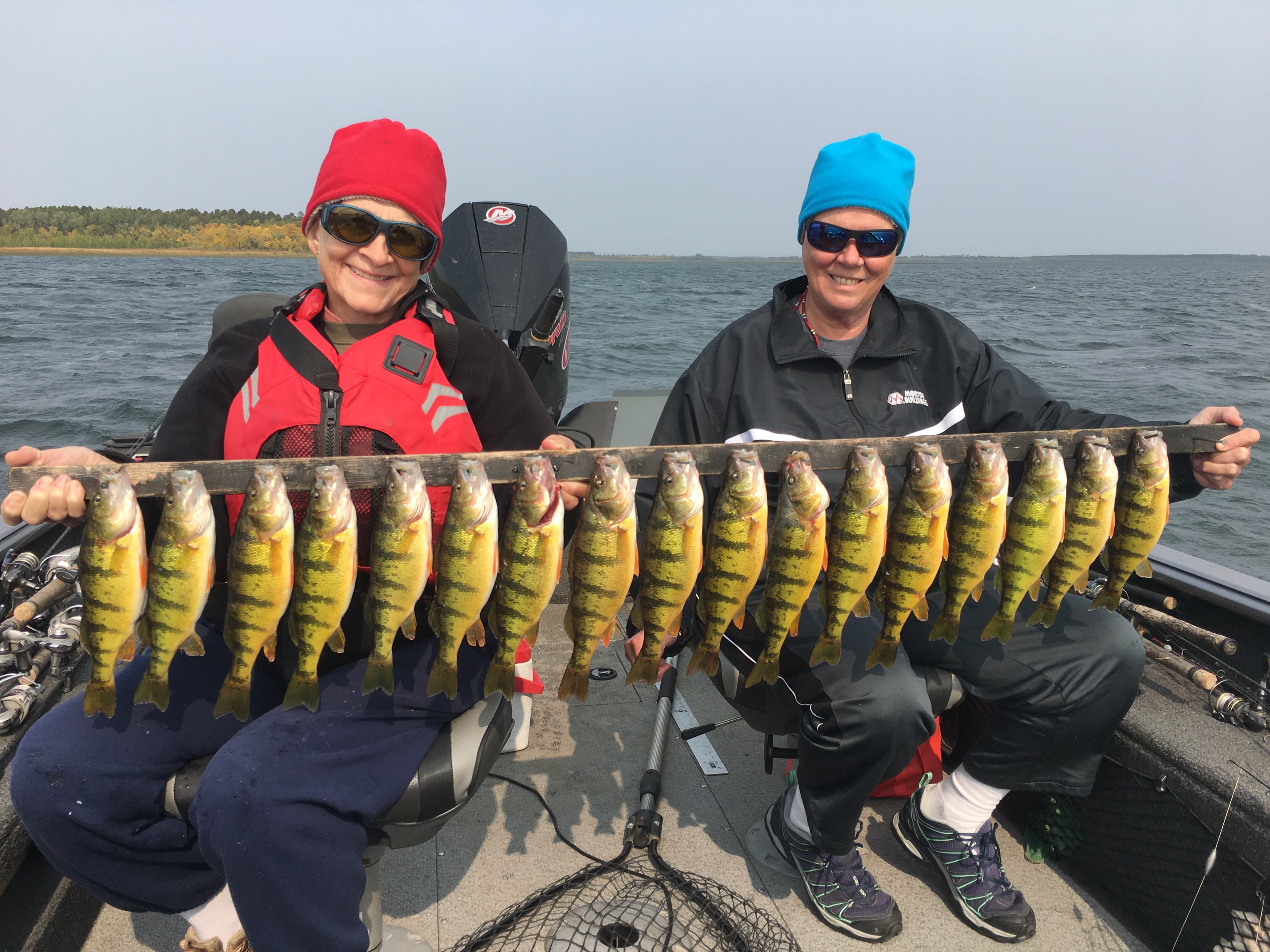 Perch caught on a Minnesota Guide Service trip